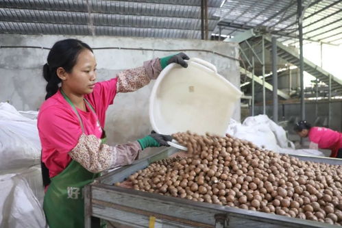 預(yù)計產(chǎn)值2.3億元 芒市澳洲堅果喜迎豐收