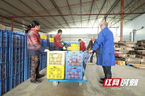 安仁冷貨熱賣 減產(chǎn)不減收的農(nóng)產(chǎn)品收購新路徑