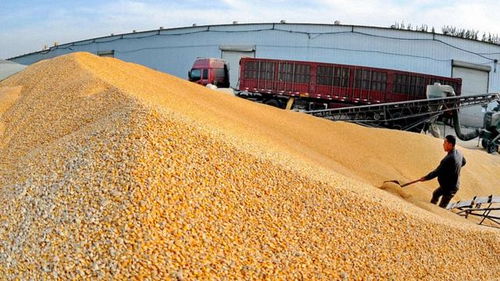 2018年農(nóng)村經(jīng)濟(jì)形勢嚴(yán)峻，農(nóng)民增收困難，出路何在？