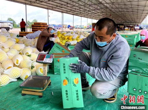 數(shù)字標(biāo)簽賦能甘肅大漠蜜瓜，初級農(nóng)產(chǎn)品收購打響金字招牌