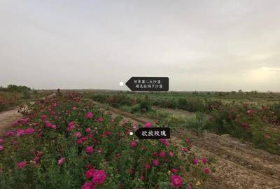 玫瑰香飄南疆路 唐人莊園以初級(jí)農(nóng)產(chǎn)品收購(gòu)助力偏遠(yuǎn)農(nóng)村創(chuàng)收新篇章