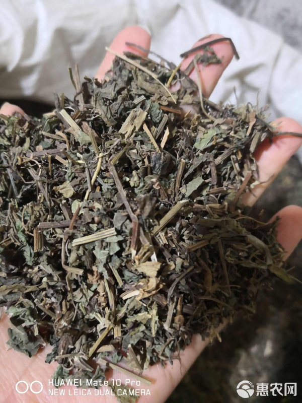 絞股藍(lán) 苦味中的健康寶藏——中藥材干貨采購(gòu)指南